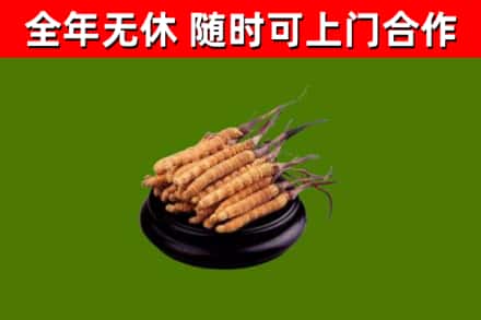 远安烟酒回收冬虫夏草.jpg